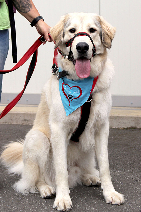 Schulhund-Olaf__11_
